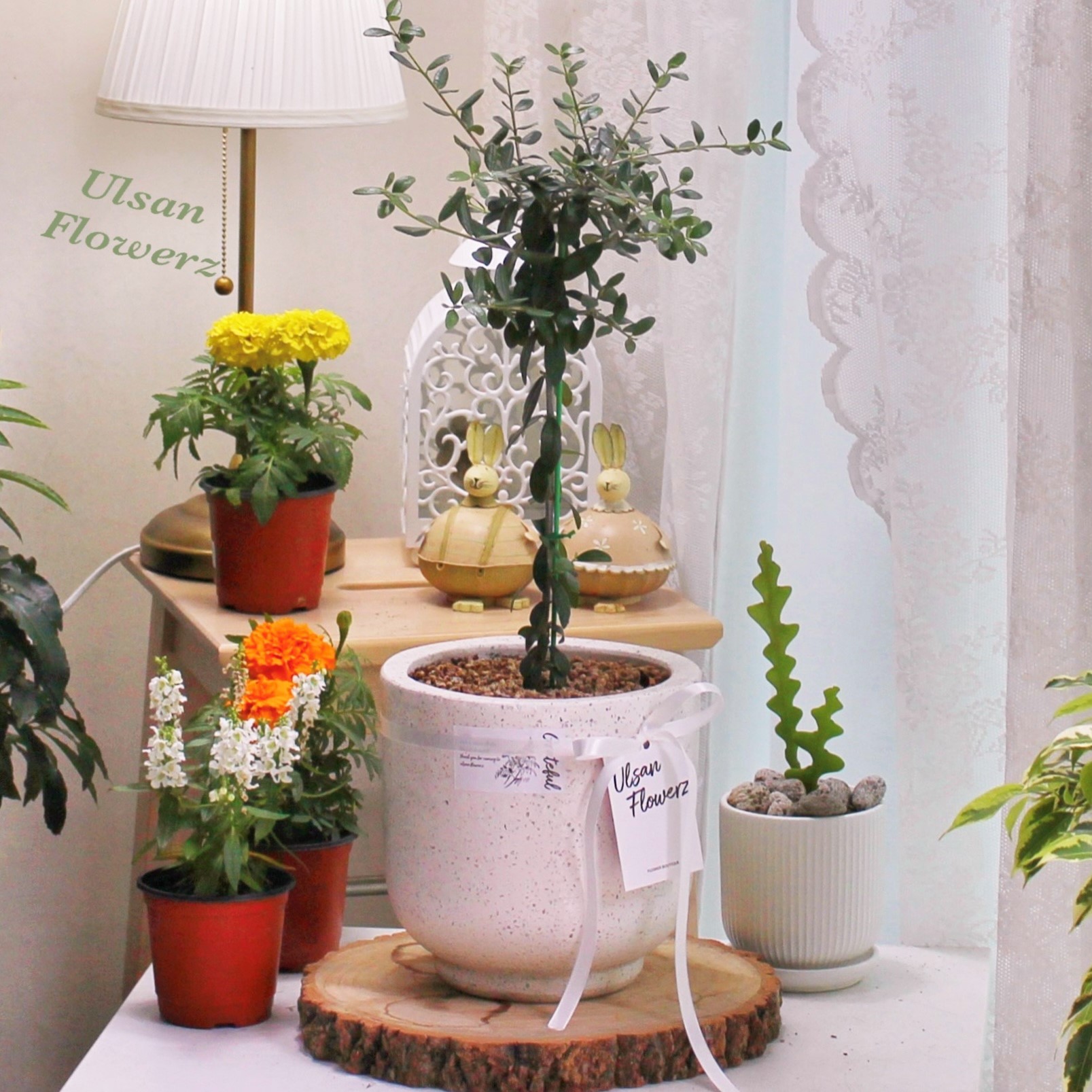 �󼼳��뺸��